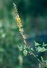 Photo of Crotalaria pallida () - Herbarium, Q.,Queensland Herbarium, DES (Licence: CC BY NC)