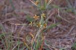 Photo of Cyperus clarus () - Sharp, D.,Queensland Herbarium, DES (Licence: CC BY NC)