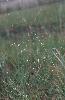 Photo of Aristida leptopoda (white speargrass) - Sharp, D.,Queensland Herbarium, DES (Licence: CC BY NC)