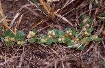 Photo of Alternanthera pungens (khaki weed) - Sharp, D.,Queensland Herbarium, DES (Licence: CC BY NC)