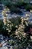 Photo of Calytrix tetragona (fringe myrtle) - Stephens, K.,Queensland Herbarium, DES (Licence: CC BY NC)