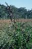 Photo of Gahnia sieberiana (sword grass) - Stephens, K.,Queensland Herbarium, DES (Licence: CC BY NC)