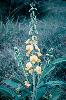 Photo of Crotalaria spectabilis (showy rattlepod) - Herbarium, Q.,Queensland Herbarium, DES (Licence: CC BY NC)