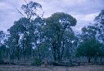 Photo of Acacia maranoensis () - Pedley, L.,Queensland Herbarium, DES (Licence: CC BY NC)