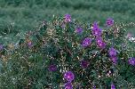Photo of Ipomoea purpurea (common morning glory) - Sharp, D.,Queensland Herbarium, DES (Licence: CC BY NC)