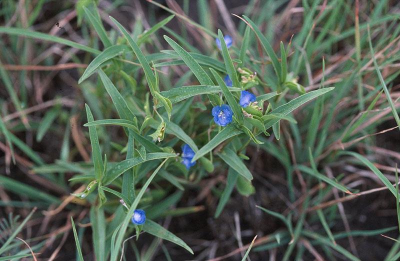 wandering jew australia