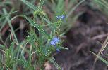 Photo of Commelina diffusa () - Sharp, D.,Queensland Herbarium, DES (Licence: CC BY NC)