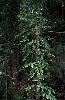 Photo of Arthropteris tenella (climbing fern) - Bostock, P.,Queensland Herbarium, DES (Licence: CC BY NC)