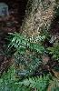 Photo of Arthropteris tenella (climbing fern) - Bostock, P.,Queensland Herbarium, DES (Licence: CC BY NC)