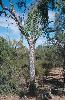 Photo of Flindersia maculosa (leopardwood) - Pollock, S.,Queensland Herbarium, DES (Licence: CC BY NC)
