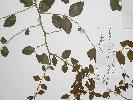 Photo of Capparis sp. (Bamaga V.Scarth-Johnson 1048A) () - Queensland Herbarium, DES (Licence: CC BY NC)