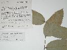 Photo of Capparis sp. (Coen L.S.Smith 11862) () - Queensland Herbarium, DES (Licence: CC BY NC)