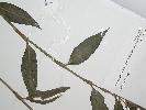 Photo of Floscopa scandens () - Queensland Herbarium, DES (Licence: CC BY NC)