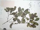 Photo of Cyclophyllum coprosmoides var. coprosmoides () - Queensland Herbarium, DES (Licence: CC BY NC)