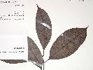 Photo of Gynochthodes oresbia () - Queensland Herbarium, DES
