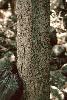 Photo of Corynocarpus rupestris subsp. arborescens (southern corynocarpus) - Guymer, G.,Queensland Herbarium, DES