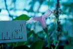 Photo of Ipomoea brassii () - Herbarium, Q.,Queensland Herbarium, DES (Licence: CC BY NC)