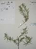 Photo of Melichrus adpressus () - Queensland Herbarium, DES (Licence: CC BY NC)