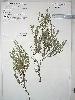 Photo of Melichrus sp. (Isla Gorge P.Sharpe+ 601) () - Queensland Herbarium, DES (Licence: CC BY NC)