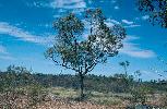 Photo of Eucalyptus leucophylla () - Kelman, D.,Queensland Herbarium, DES (Licence: CC BY NC)
