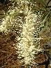 Photo of Grevillea parallela () - Forster, P.,Queensland Herbarium, DES (Licence: CC BY NC)