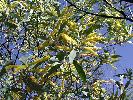 Photo of Acacia cretata () - Bean, T.,Queensland Herbarium, DES (Licence: CC BY NC)