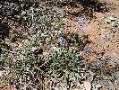 Photo of Brunonia australis (blue pincushion) - Bean, T.,Queensland Herbarium, DES (Licence: CC BY NC)