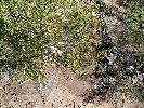 Photo of Calytrix tetragona (fringe myrtle) - Bean, T.,Queensland Herbarium, DES (Licence: CC BY NC)