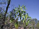 Photo of Codonocarpus attenuatus () - Bean, T.,Queensland Herbarium, DES (Licence: CC BY NC)