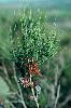Photo of Allocasuarina thalassoscopica (Mt. Coolum she-oak) - Halford, D.,Queensland Herbarium, DES (Licence: CC BY NC)