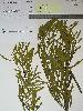 Photo of Acacia burrana () - Williams, P.,Queensland Herbarium, DES