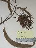 Photo of Acacia leptocarpa (north coast wattle) - Williams, P.,Queensland Herbarium, DES (Licence: CC BY NC)