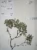 Photo of Acrotriche aggregata (red cluster heath) - Williams, P.,Queensland Herbarium, DES (Licence: CC BY NC)