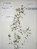 Photo of Aeschynomene indica (budda pea) - Queensland Herbarium, DES (Licence: CC BY NC)