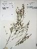 Photo of Bossiaea concolor () - Williams, P.,Queensland Herbarium, DES (Licence: CC BY NC)