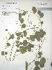 Photo of Cajanus marmoratus () - Williams, P.,Queensland Herbarium, DES (Licence: CC BY NC)