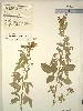 Photo of Cajanus pubescens () - Williams, P.,Queensland Herbarium, DES (Licence: CC BY NC)