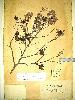 Photo of Callitris glaucophylla (white cypress pine) - Williams, P.,Queensland Herbarium, DES (Licence: CC BY NC)