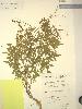 Photo of Crotalaria dissitiflora () - Queensland Herbarium, DES (Licence: CC BY NC)