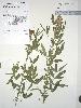 Photo of Crotalaria goreensis (gambia pea) - Queensland Herbarium, DES (Licence: CC BY NC)