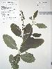 Photo of Crotalaria mitchellii () - Queensland Herbarium, DES (Licence: CC BY NC)