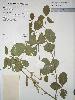 Photo of Astrotricha () - Queensland Herbarium, DES (Licence: CC BY NC)