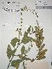 Photo of Crotalaria verrucosa () - Queensland Herbarium, DES (Licence: CC BY NC)