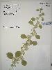 Photo of Cullen badocanum () - Queensland Herbarium, DES (Licence: CC BY NC)