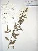 Photo of Cullen pustulatum () - Queensland Herbarium, DES (Licence: CC BY NC)
