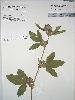 Photo of Flemingia trifoliata () - Queensland Herbarium, DES (Licence: CC BY NC)