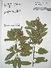 Photo of Gastrolobium grandiflorum () - Queensland Herbarium, DES (Licence: CC BY NC)