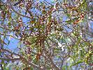 Photo of Acacia estrophiolata () - Kelman, D.,Queensland Herbarium, DES (Licence: CC BY NC)