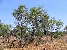 Photo of Acacia estrophiolata () - Kelman, D.,Queensland Herbarium, DES (Licence: CC BY NC)
