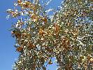 Photo of Acacia georginae () - Kelman, D.,Queensland Herbarium, DES (Licence: CC BY NC)